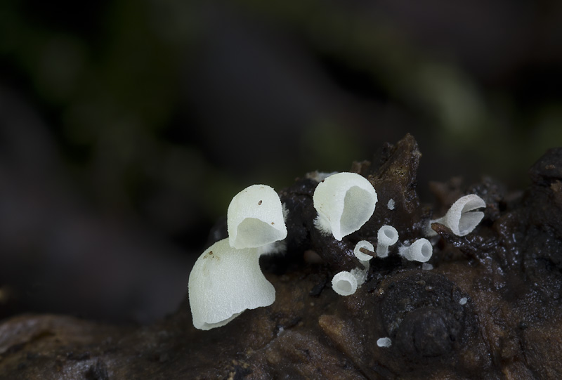 Calyptella capula